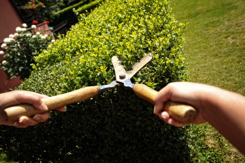 Dense hedge maintenance in Millbank for healthy growth
