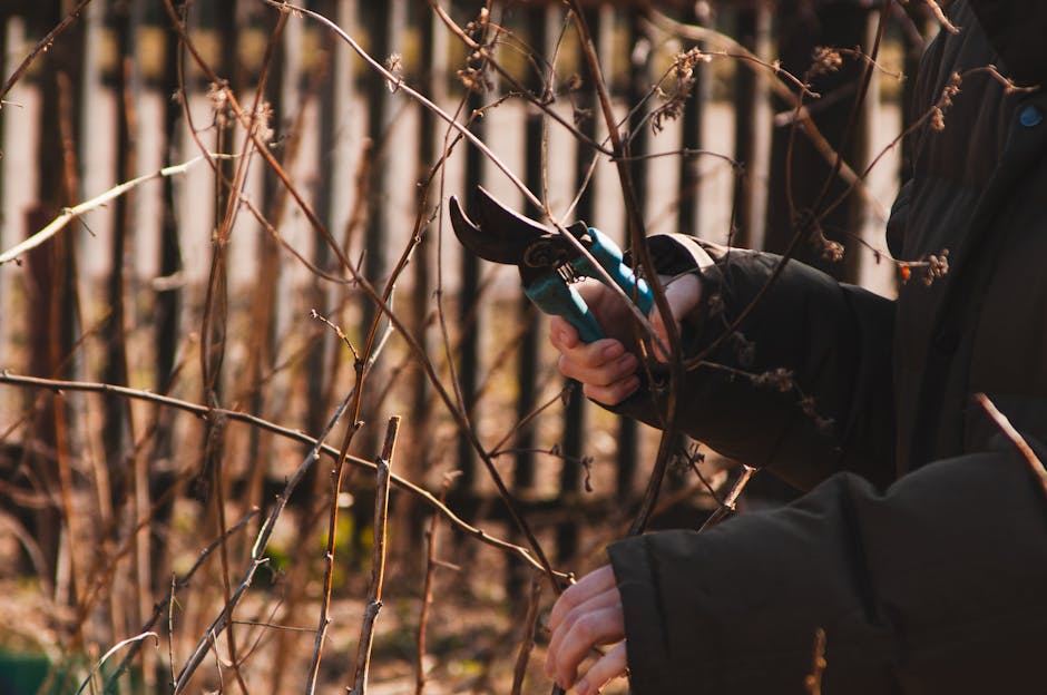 A gardener wearing black gloves and a dark jacket is pruning a small, leafless shrub with a pair of pruning shears. The shrub has thin, brown branches with budding twigs, indicating early spring growt