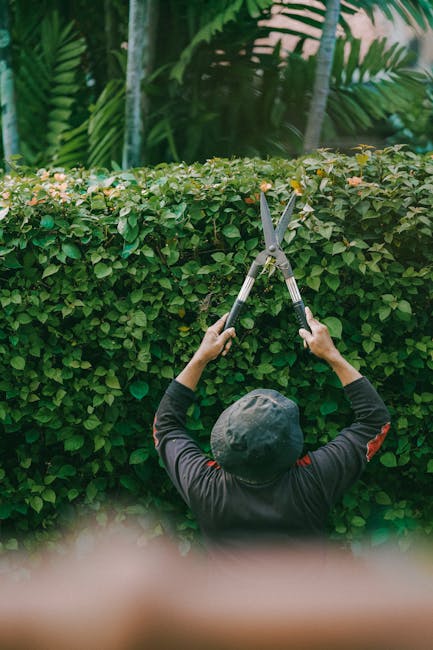 A gardener wearing black gloves and a dark jacket is pruning a small, leafless shrub with a pair of pruning shears. The shrub has thin, brown branches with budding twigs, indicating early spring growt