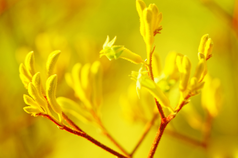 landscape design garden